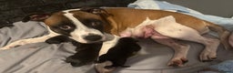 Staffordshire Bull Terrier dogs for sale: Staffordshire bull terrier puppies   - Advert 6