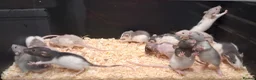 Rat rodents for sale: Baby Dumbo Rats - Advert 9