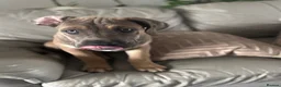 Cane Corso dogs for sale: European Champion Bloodlines - Advert 6