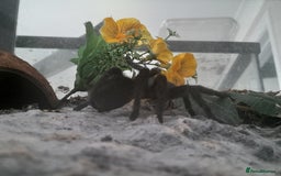 Tarantulas invertebrates for sale: Brazilian Black Sub Adult Female  - Image 3