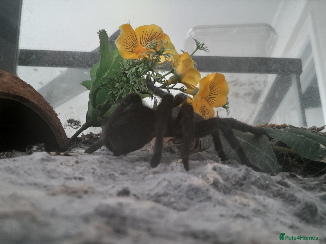 Tarantulas invertebrates for sale: Brazilian Black Sub Adult Female  - Image 3