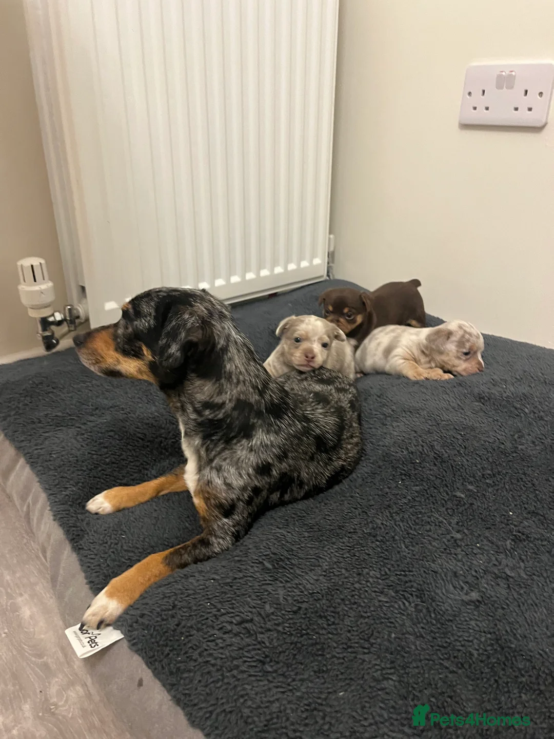 Jack Russell dogs for sale: Stunning Lilac Merle/chocolate jack Russel puppies - Advert 12