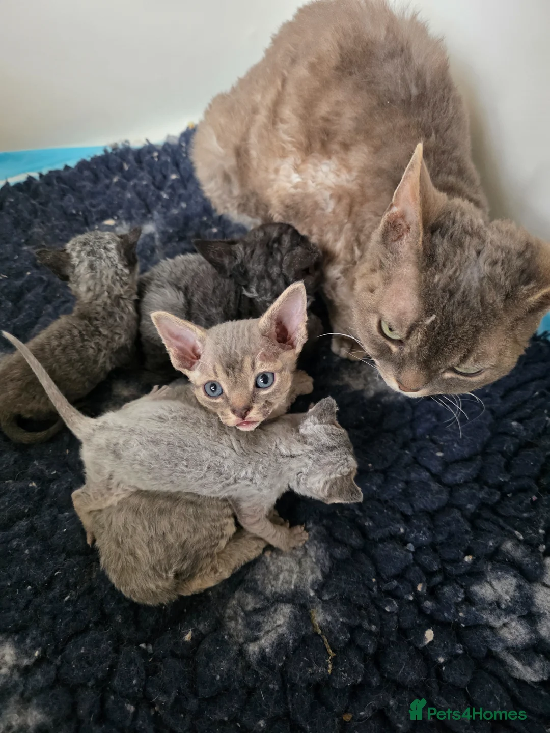 Devon Rex cats for sale: Pedigree TICA Devon Rex Kittens - Advert 5