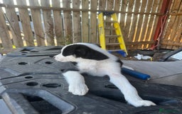Border Collie dogs for sale: 3 males left .. female now sold! - Image 25