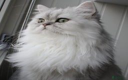 Persian cats for sale: Persian kittens  - Image 6