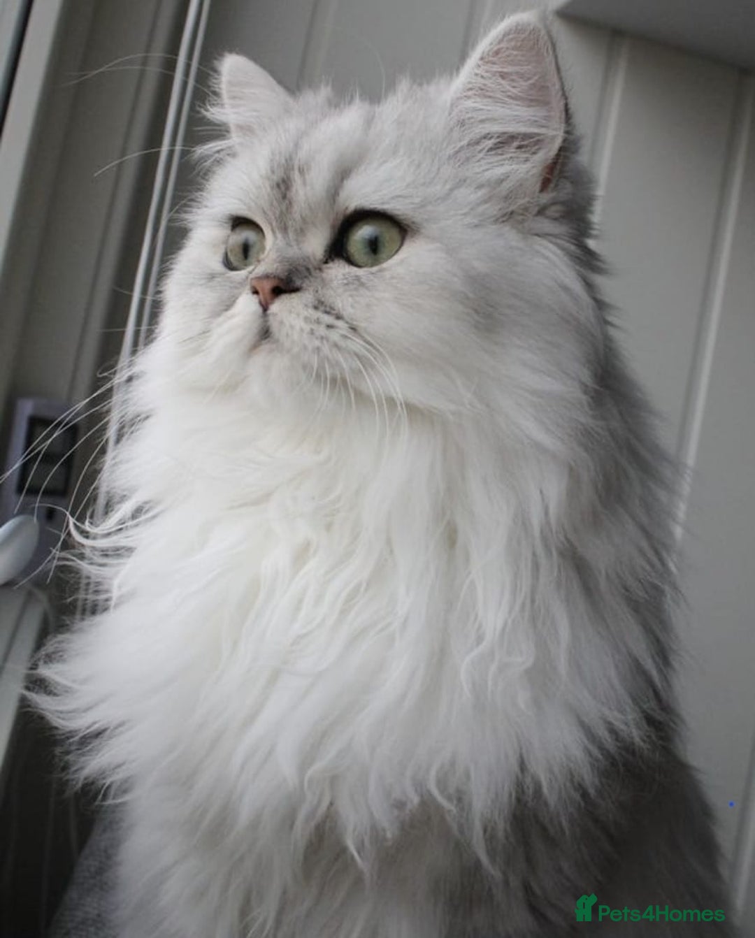 Persian cats for sale: Persian kittens  - Image 6