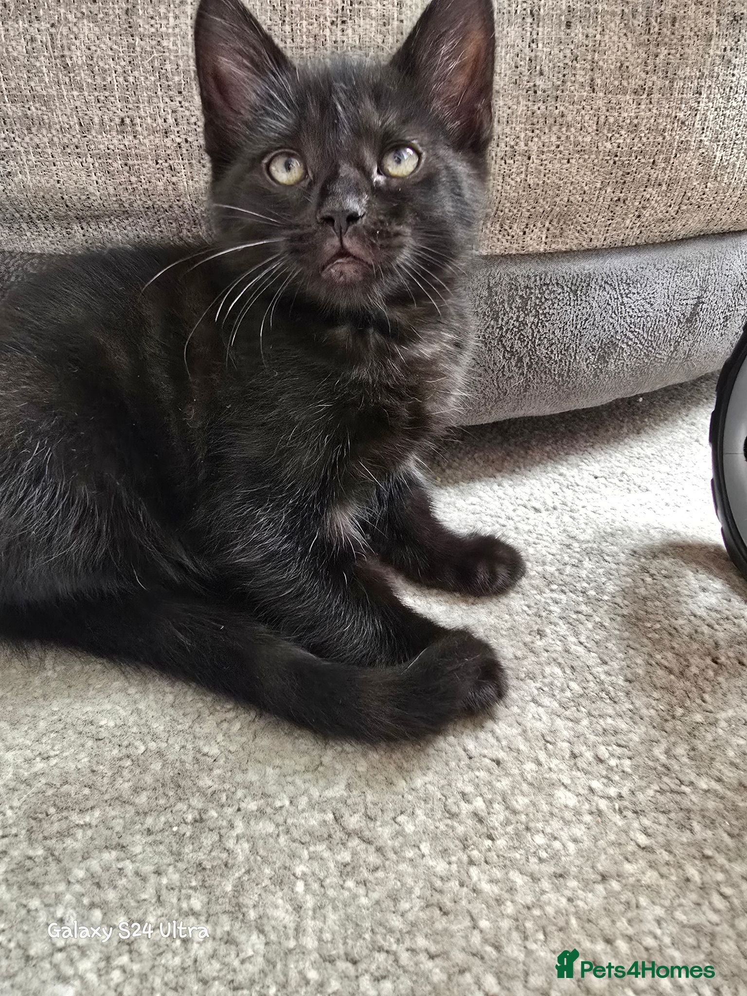 Mixed Breed cats Main coon cross kitten - Advert 9