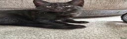 Mixed Breed cats for sale: Main coon cross kitten - Advert 1