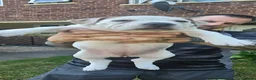 American Bully dogs for sale: American Bully Standard  - Advert 4