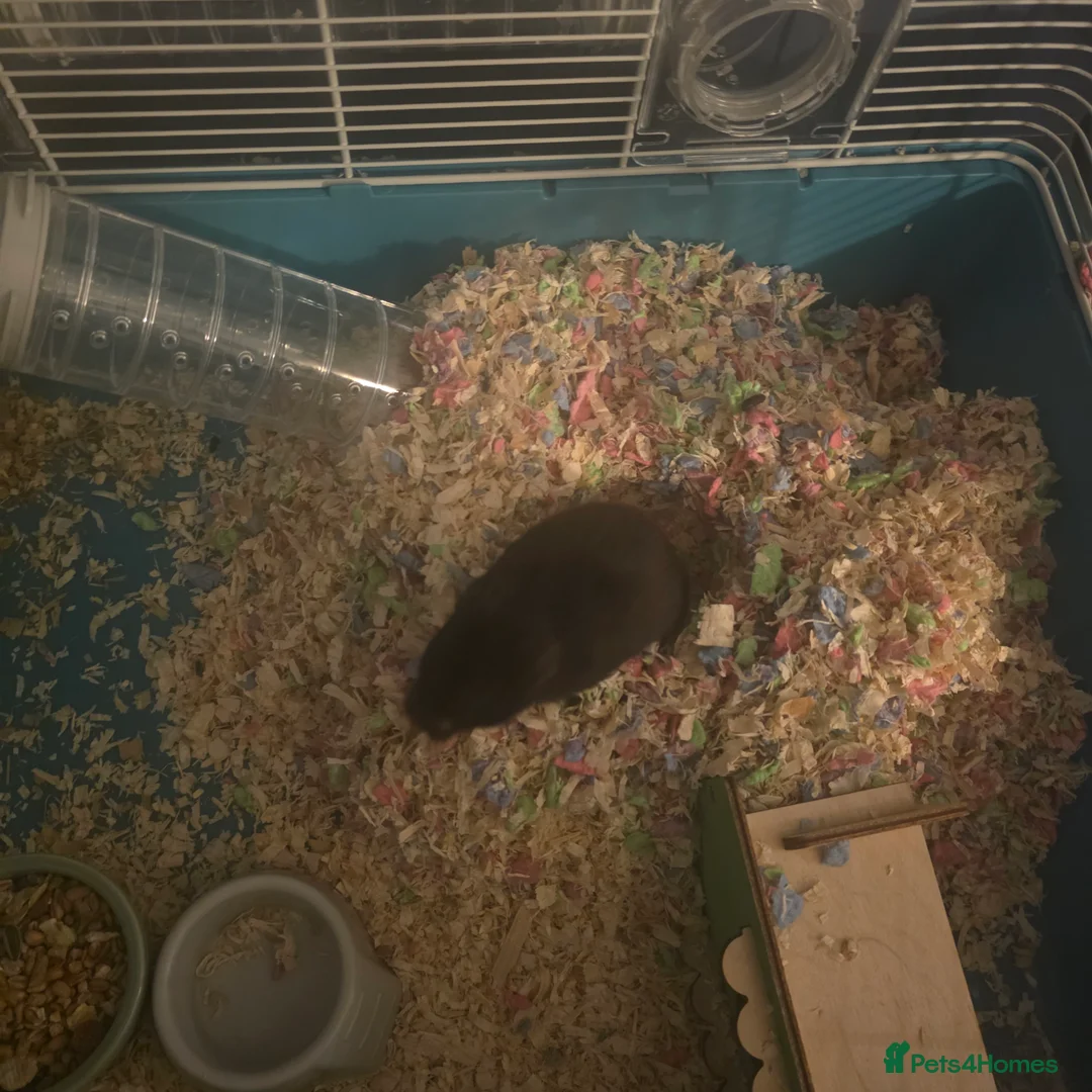 Hamster rodents for sale: Mr Nibbles (Hamster)  - Advert 4