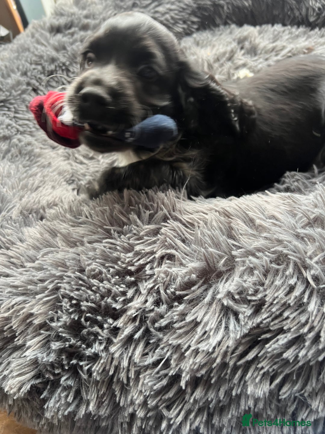Cocker Spaniel dogs for sale: 🐾 Show Cocker Puppy 🐾 - Advert 5