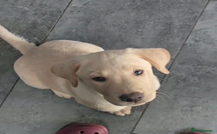 Labrador Retriever dogs - Advert 1