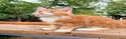 Maine Coon cats for sale: Stunning GCCF Maine Coons available  - Advert 23