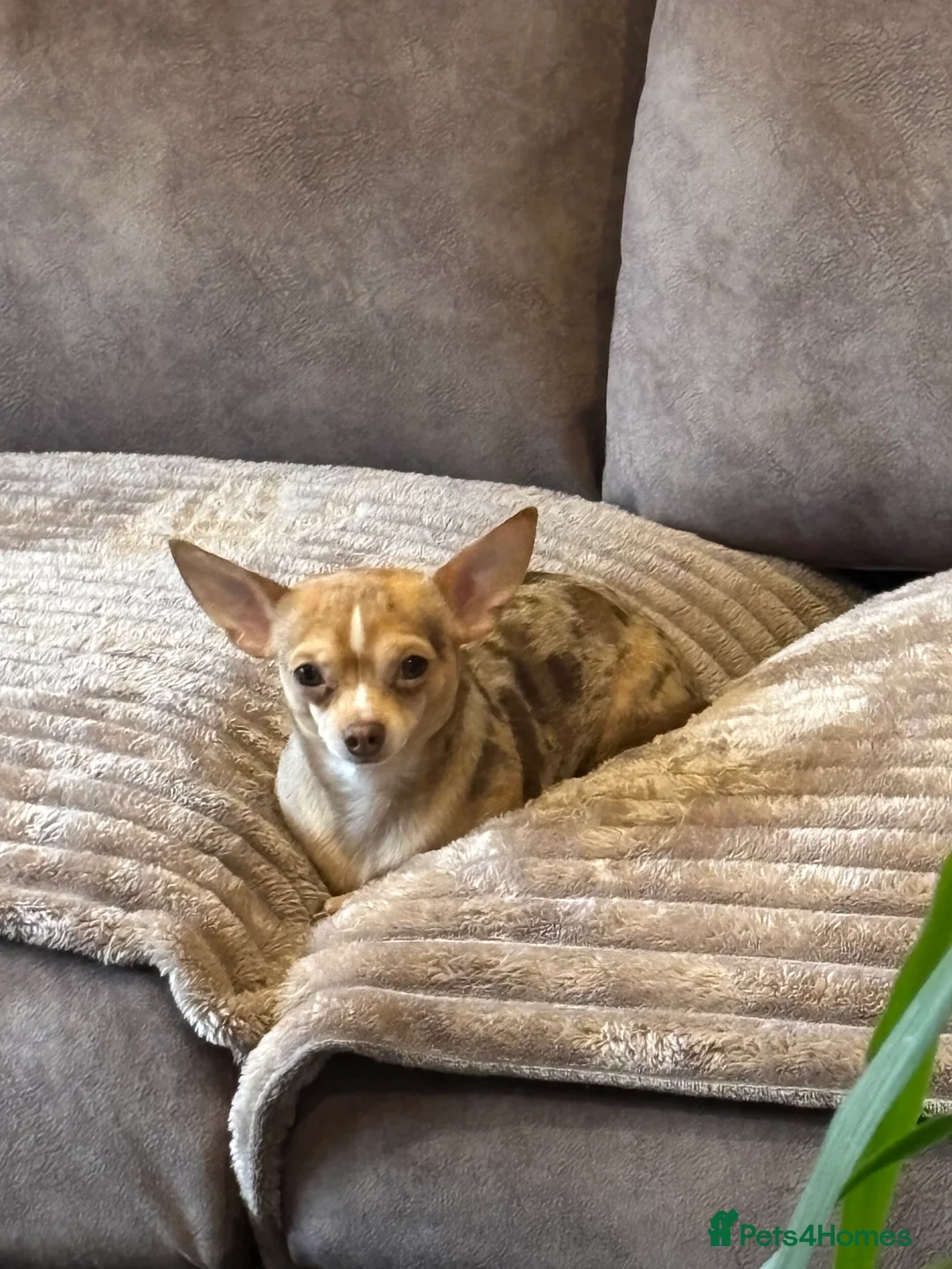 Chihuahua dogs for sale: Chihuahuas puppy  - Advert 8