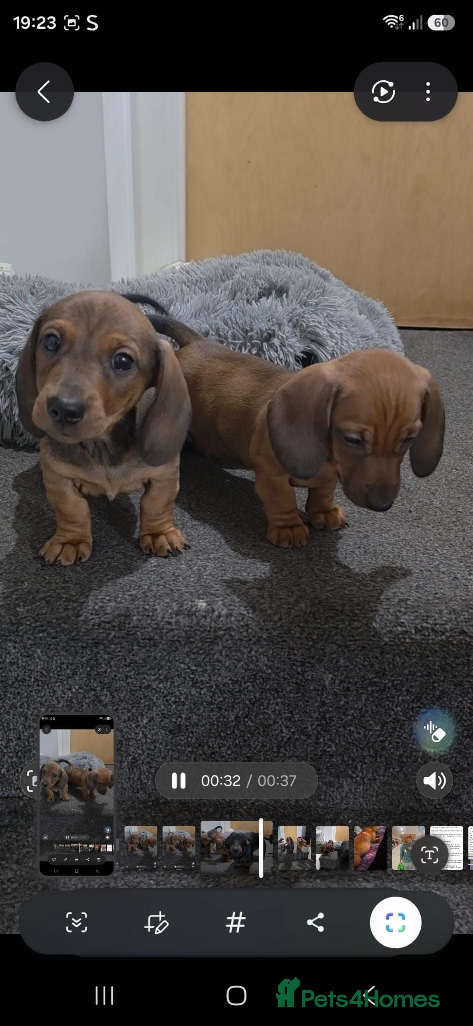 Dachshund dogs 2 Adorable Clever Little Boys. - Advert 5
