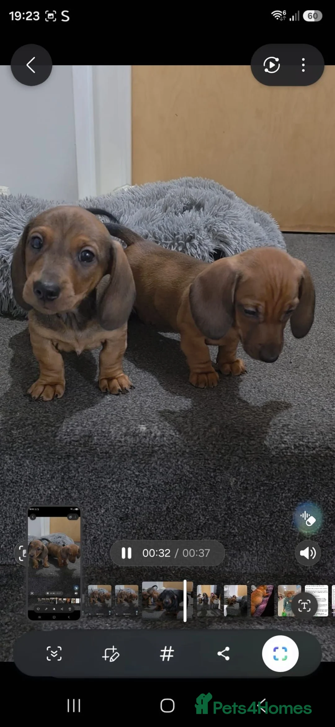Dachshund dogs for sale: 2 Adorable Clever Little Boys. in Edinburgh - Advert 1