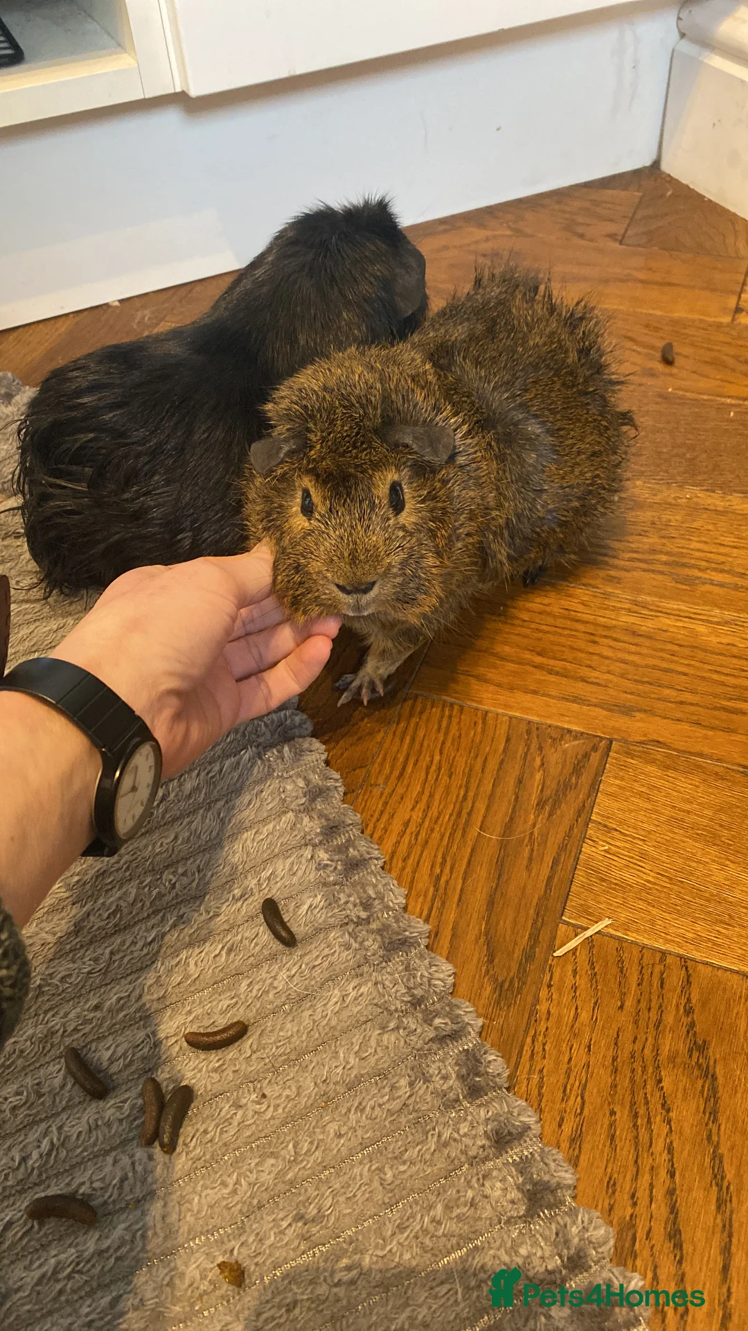 Guinea Pig rodents for sale: Friendly trio of Guinea pig boars :)  - Advert 1