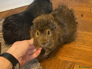 Guinea Pig rodents Friendly trio of Guinea pig boars :) - Advert 1