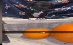 Mixed Breed dogs for sale: beautiful cane corso/ staff pups 7 left  - Image 12