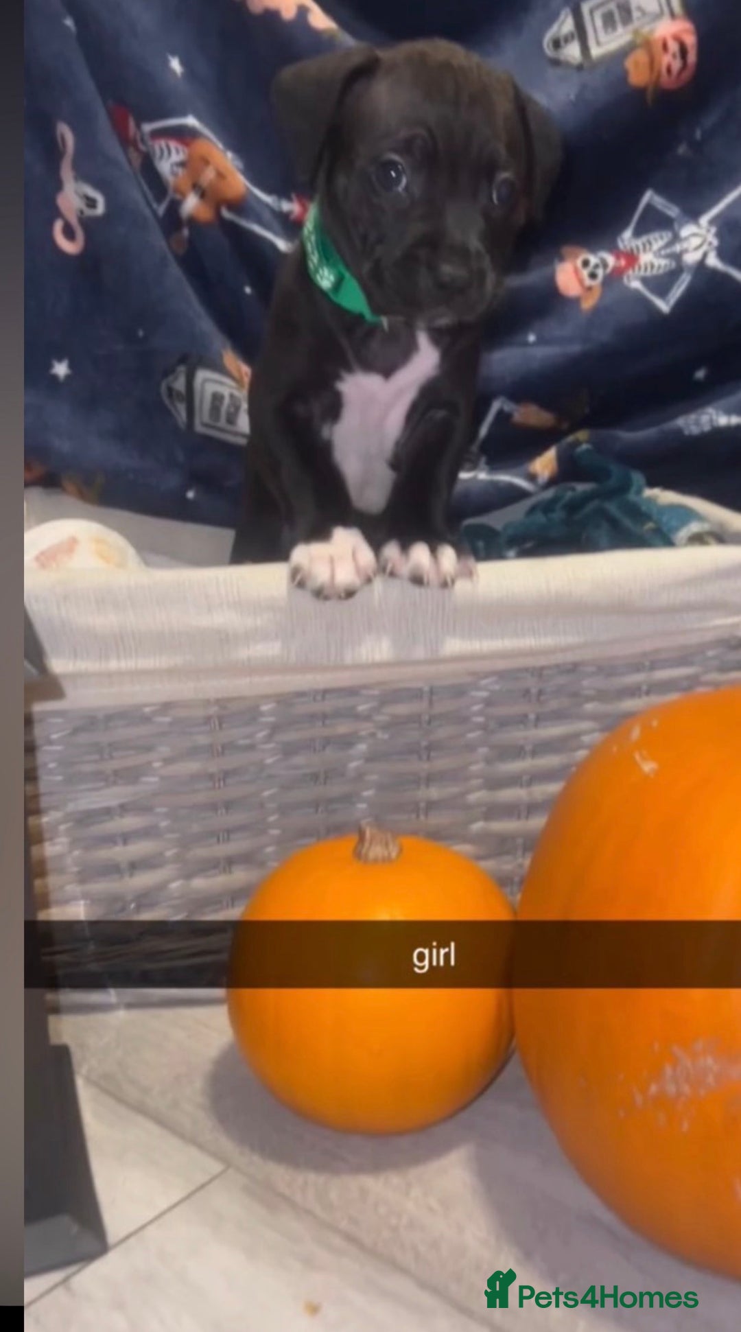 Mixed Breed dogs for sale: beautiful cane corso/ staff pups 7 left  - Image 12