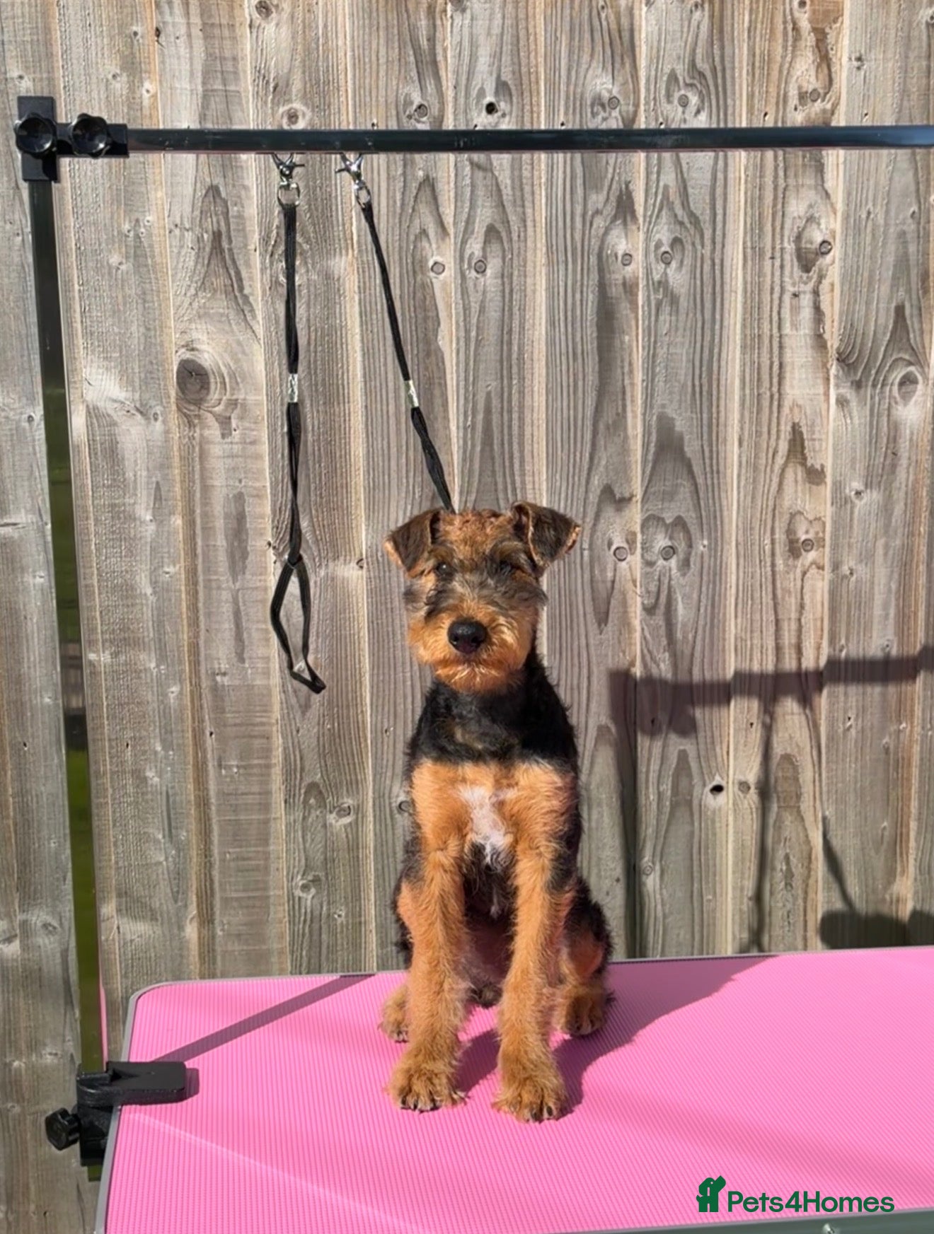 Airedale Terrier dogs 🌟 One Girl Available 🌟  - Advert 11
