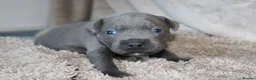 Staffordshire Bull Terrier dogs for sale: KC Staffords | Blue & Black | Champion Bloodlines - Advert 19