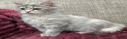 Siberian cats for sale: Blue/cream Silver Tortie Siberian Kitten - Advert 8