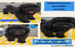 Miniature Poodle dogs for sale: 💚Exquisite black KC reg miniature poodle black in Chelmsford - Image 6