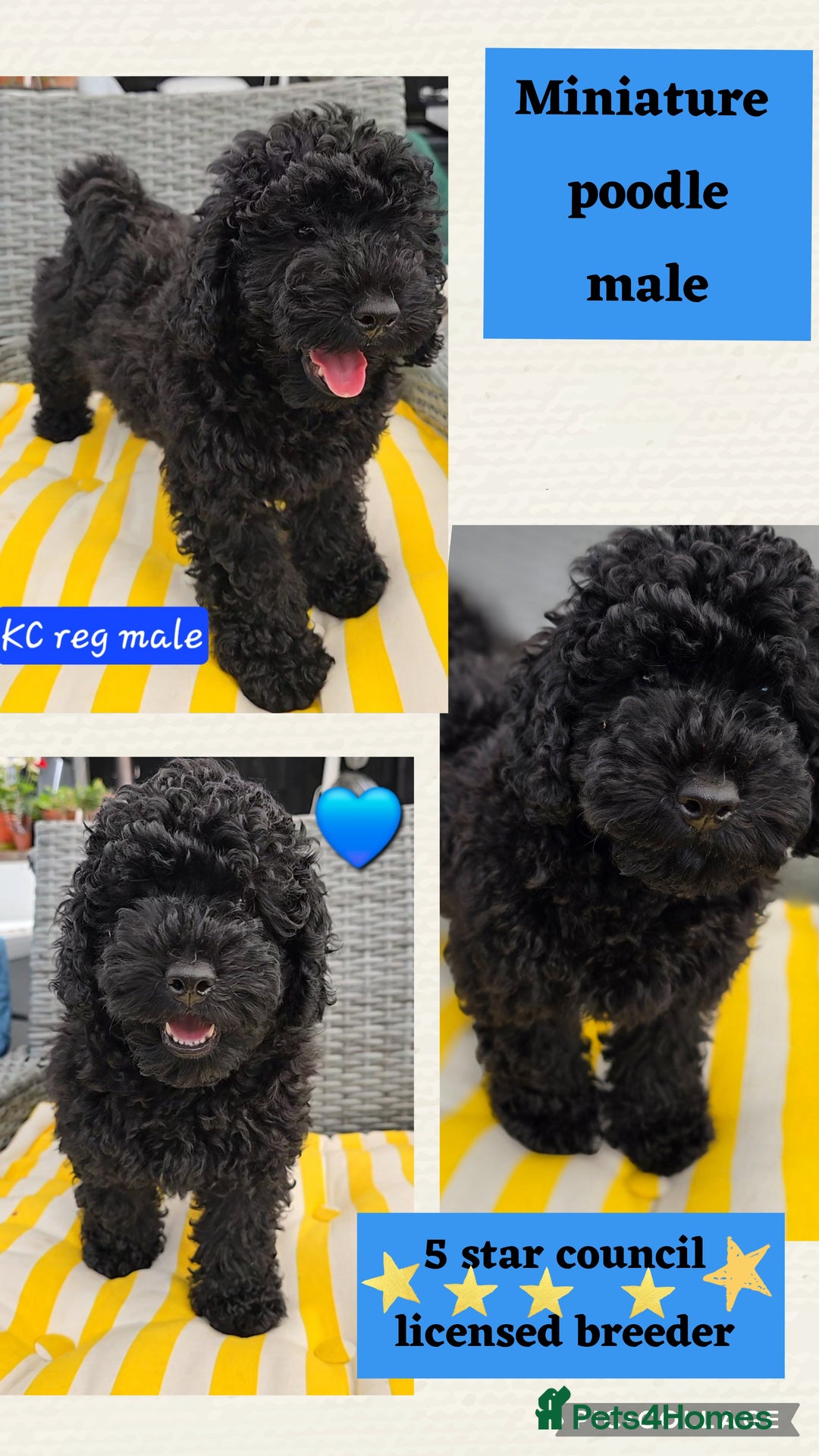 Miniature Poodle dogs for sale: 💚Exquisite black KC reg miniature poodle black in Chelmsford - Image 6