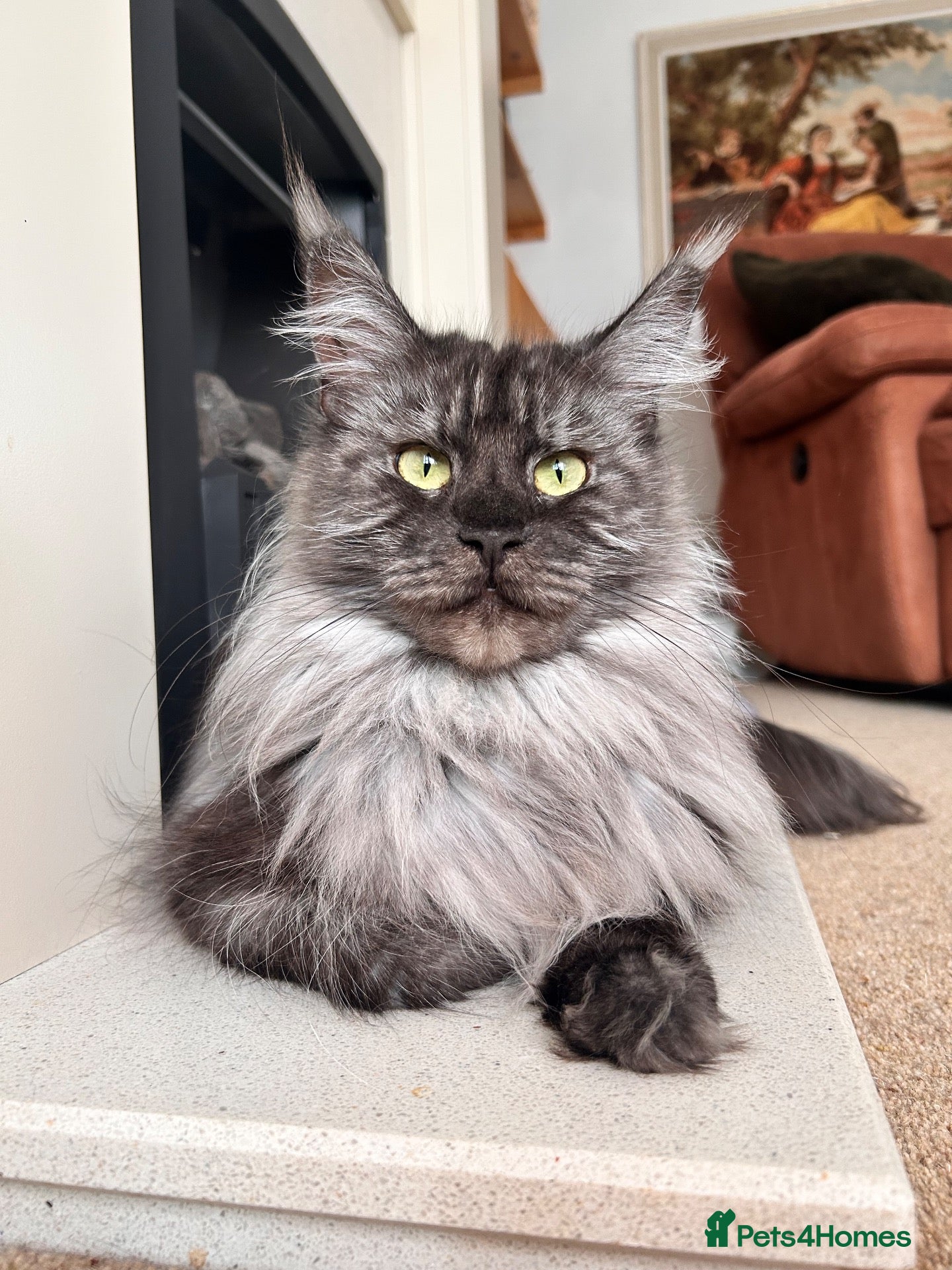 Maine Coon cats Black smoke girl - Advert 6
