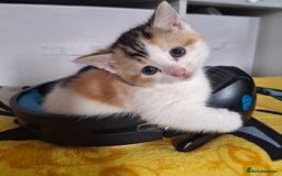 Mixed Breed cats for sale: 3 Adorable Fluffy Kittens - Image 9