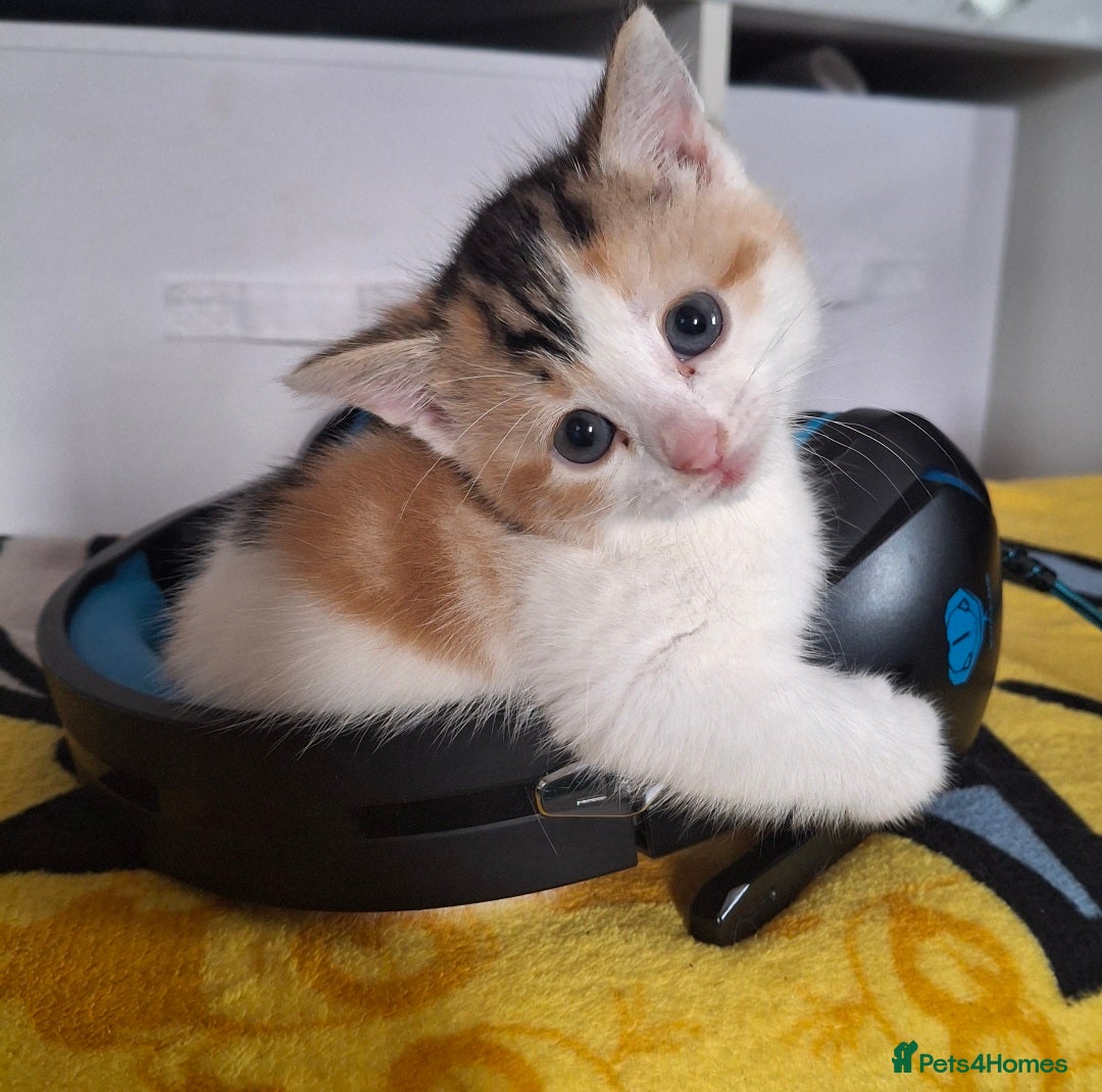 Mixed Breed cats for sale: 3 Adorable Fluffy Kittens - Image 9