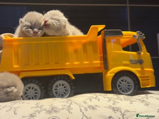 British Shorthair cats British Shorthair babies 💞💞💞 - Advert 1