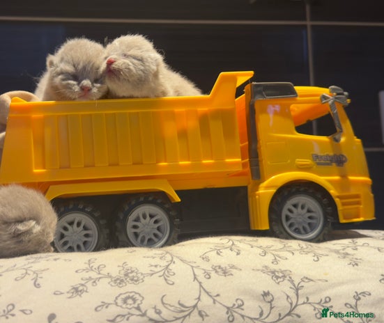 British Shorthair cats - Advert 4