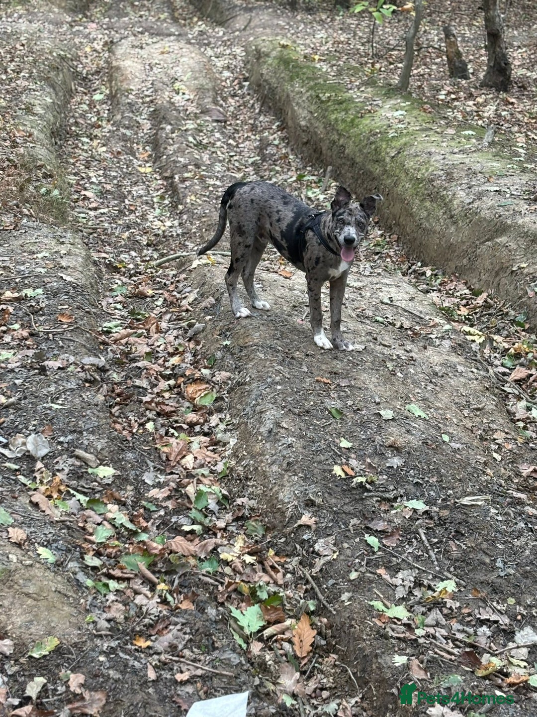 Mixed Breed dogs for sale: Whippet X border collie  - Advert 5