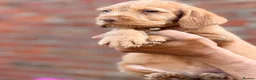Hungarian Vizsla dogs for sale: Wirehaired Hungarian Vizsla 💕 Ready to Go Home  - Advert 7