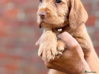 Hungarian Vizsla dogs Wirehaired Hungarian Vizsla 💕 - Advert 2