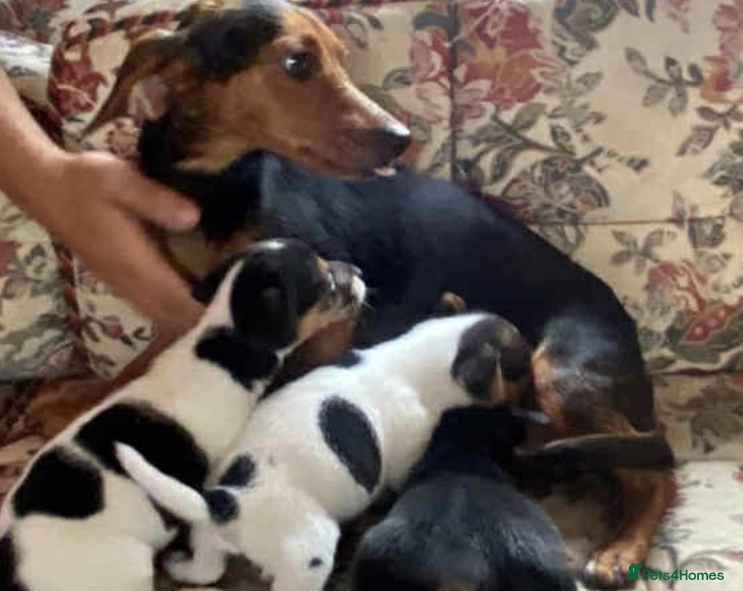 Jack Russell dogs for sale: 3 gorgeous male Jack Russells - Image 14