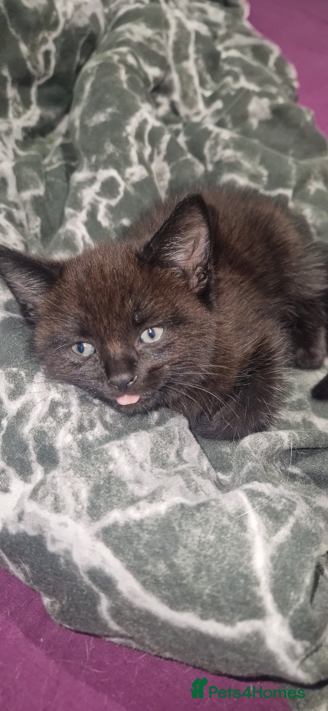 British Longhair cats for sale: Cats British longhair  - Advert 3