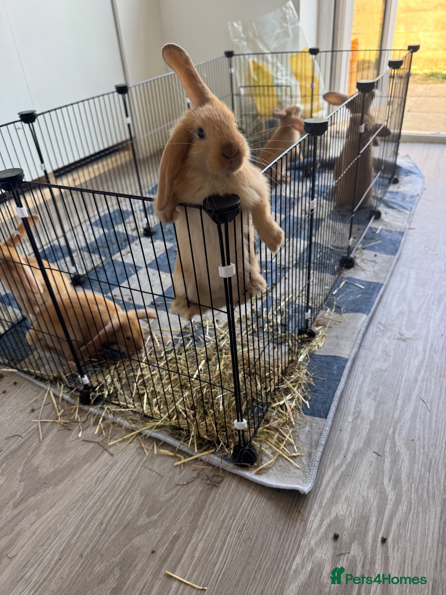 English Lop rabbits for sale: Free to a good home  - Advert 3