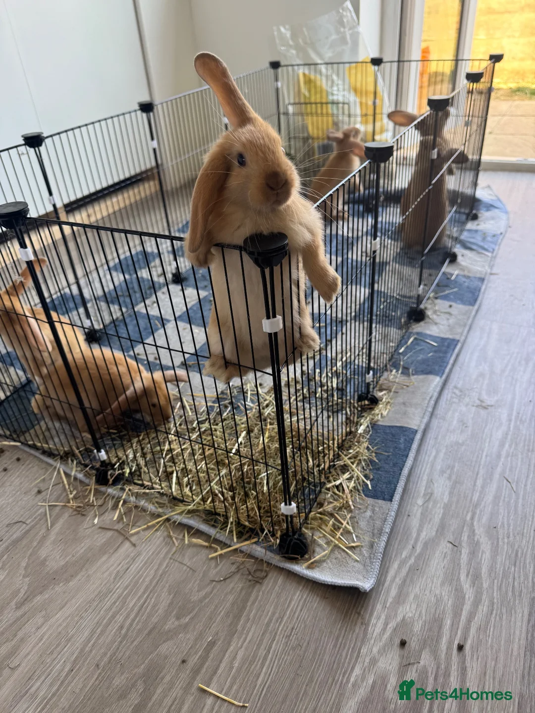 English Lop rabbits for sale: Free to a good home  - Advert 1