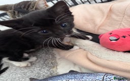 Mixed Breed cats for sale: Three unique sweethearts looking for new homes 🏡  - Image 5