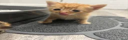 Mixed Breed cats for sale: Beautiful Kittens Looking for Their Forever Homes - Advert 4
