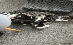 American Shorthair cats for sale: Kittens for sale - Image 1