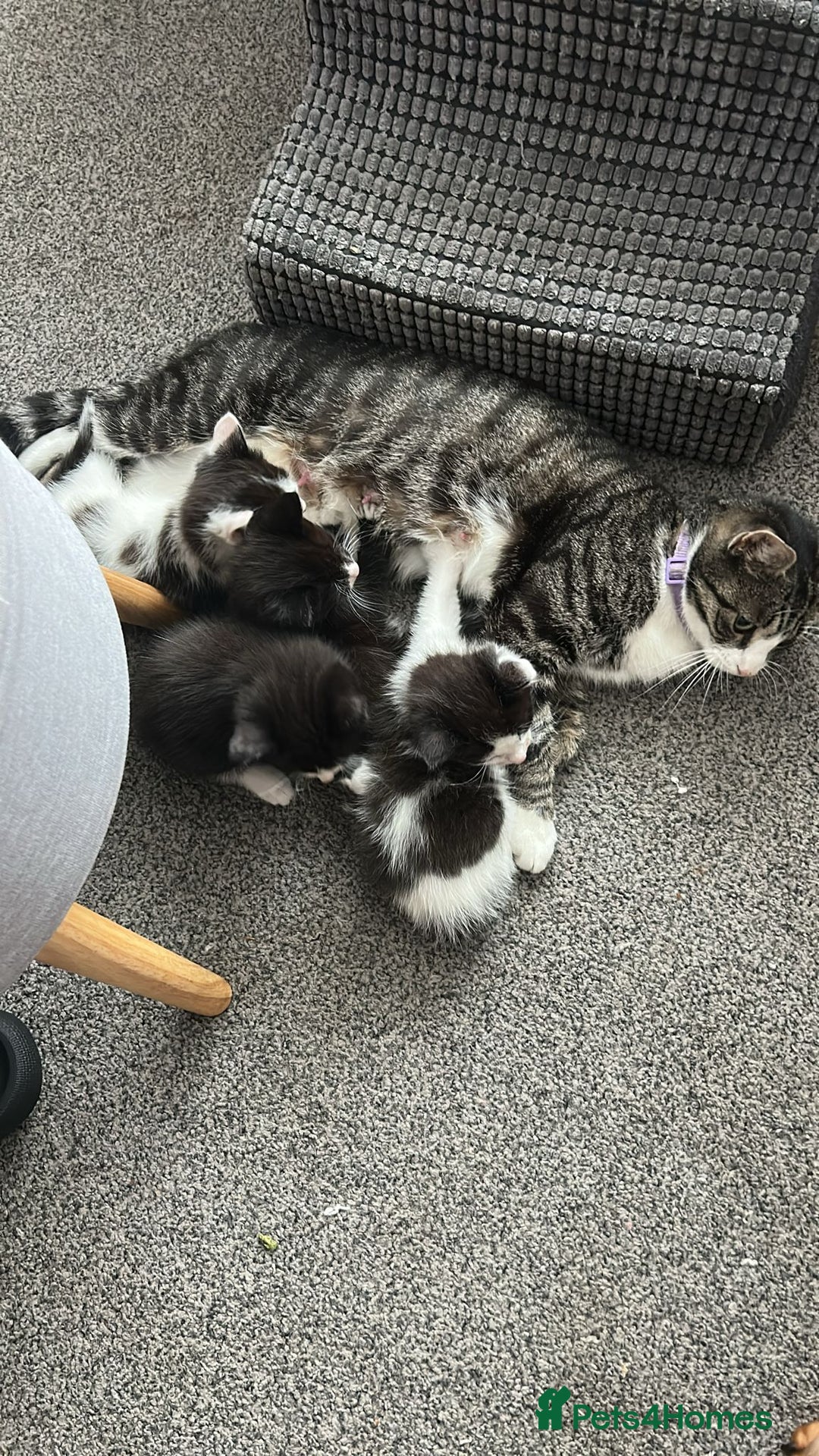 American Shorthair cats for sale: Kittens for sale - Image 1
