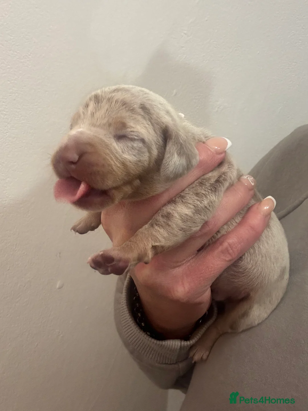 Dachshund dogs for sale: Miniature dashaund - Advert 17