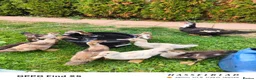 Ducks poultry for sale: Muscovy ducklings  - Advert 3