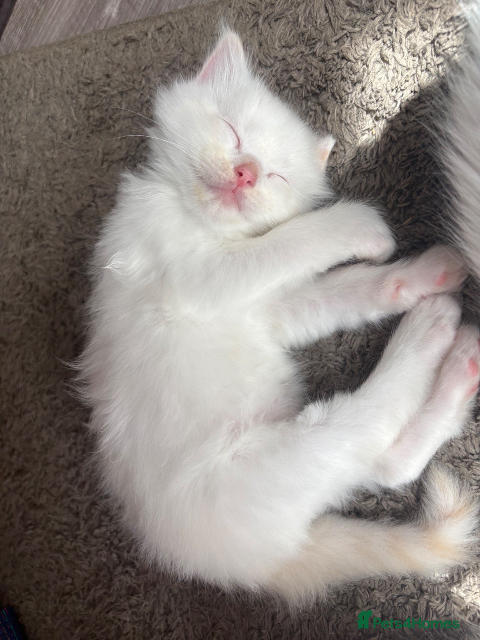 Ragdoll cats 5 Beautiful Fluffy Ragdoll Kittens  - Advert 2