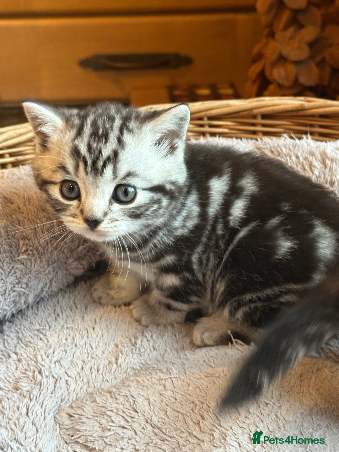 British Shorthair cats for sale: Silver Tabby also Brown Spotted Kittens - Image 5