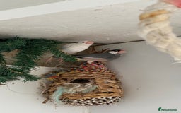 Finches birds for sale: Java finches - Image 1